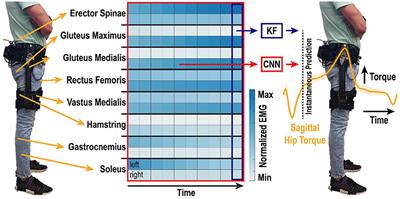 Robust Torque Predictions From Electromyography Across Multiple Levels of Active Exoskeleton Assistance Despite Non-linear Reorganization of Locomotor Output